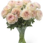 Pink flower Ranunculus Romance™ Maritime®