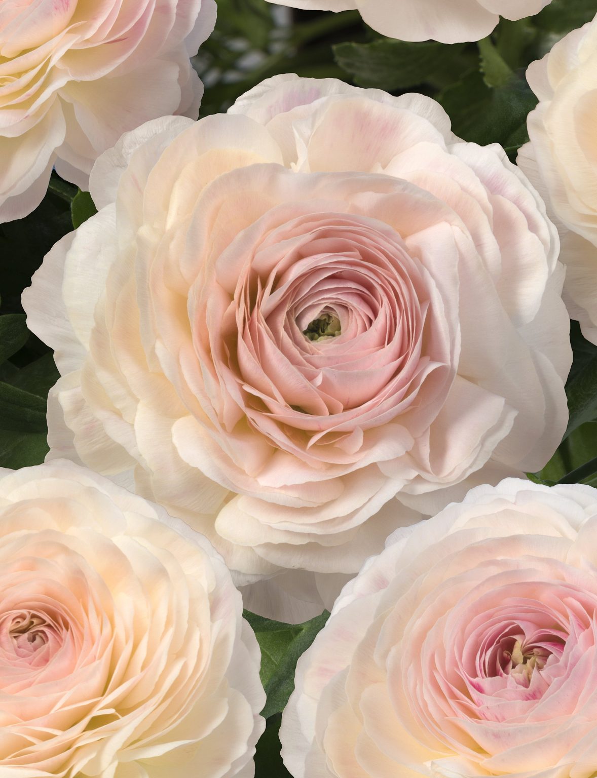Pink flower Ranunculus Romance™ Maritime®