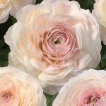 Pink flower Ranunculus Romance™ Maritime®