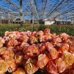 Pink flower Ranunculus Romance™ Maritime®