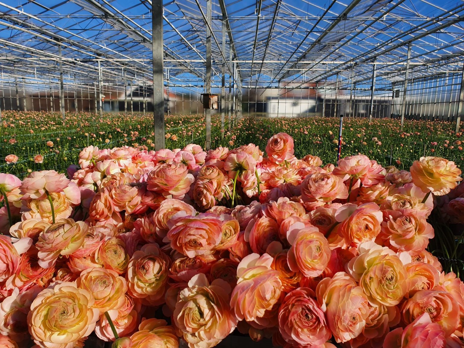 Pink flower Ranunculus Romance™ Maritime®