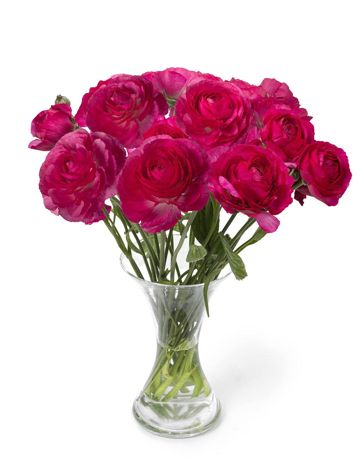 Pink flower Ranunculus Romance™ Mercury®