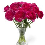 Pink flower Ranunculus Romance™ Mercury®