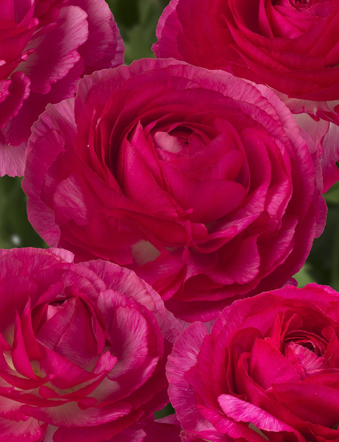 Pink flower Ranunculus Romance™ Mercury®
