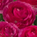 Pink flower Ranunculus Romance™ Mercury®