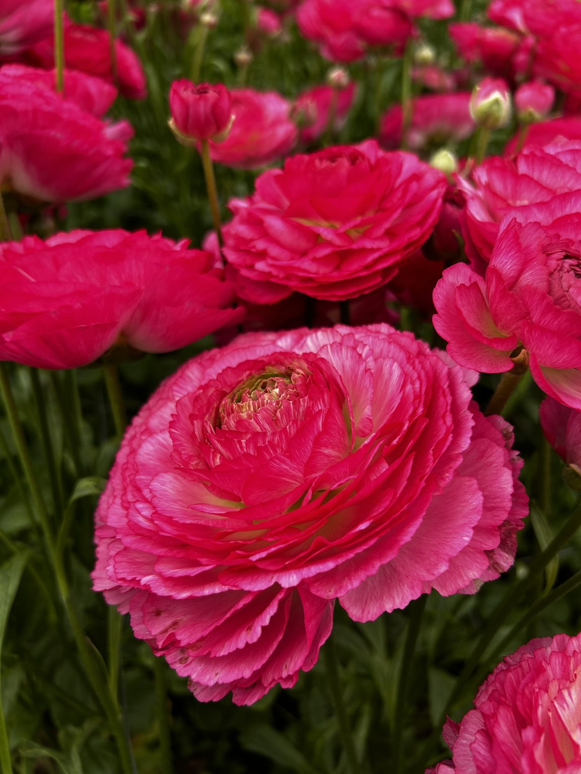 Pink flower Ranunculus Romance™ Mercury®