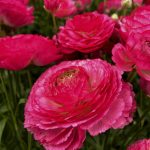 Pink flower Ranunculus Romance™ Mercury®