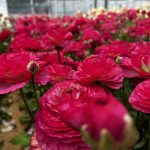 Pink flower Ranunculus Romance™ Mercury®