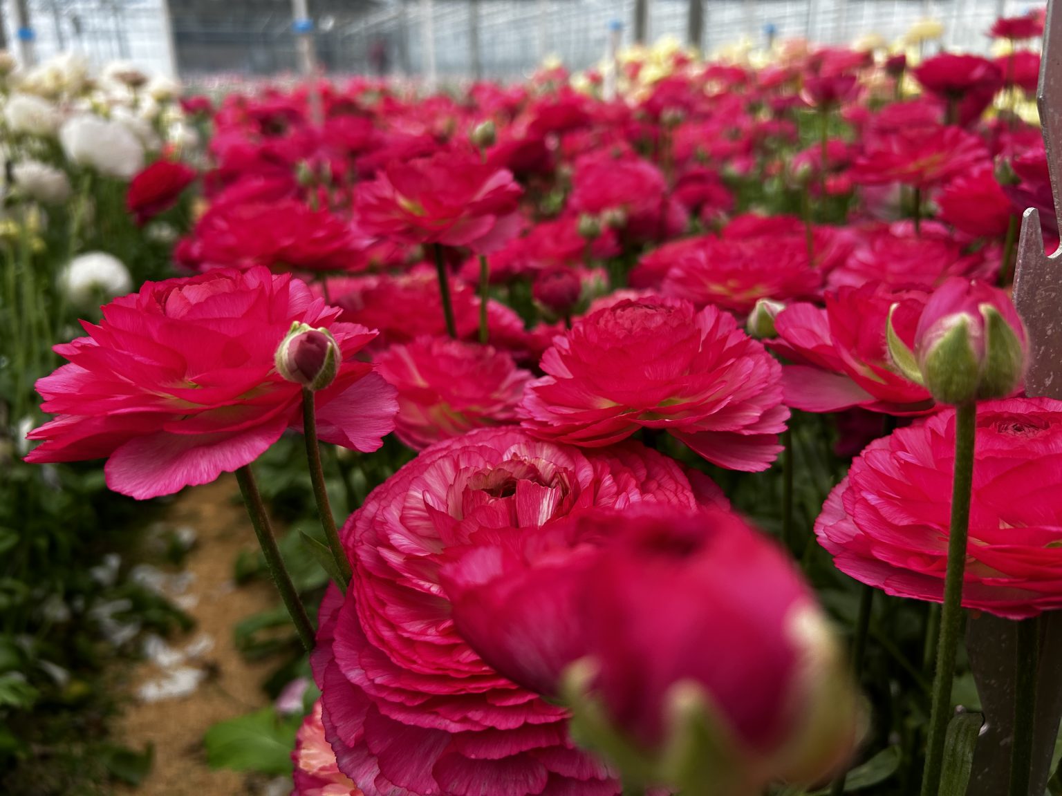 Pink flower Ranunculus Romance™ Mercury®
