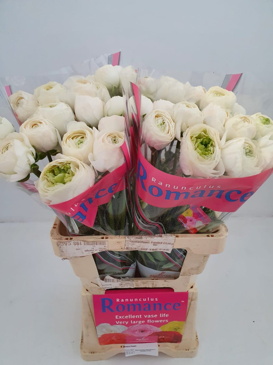 White flower Ranunculus Romance™ Montenvers®