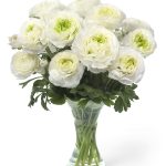White flower Ranunculus Romance™ Montenvers®