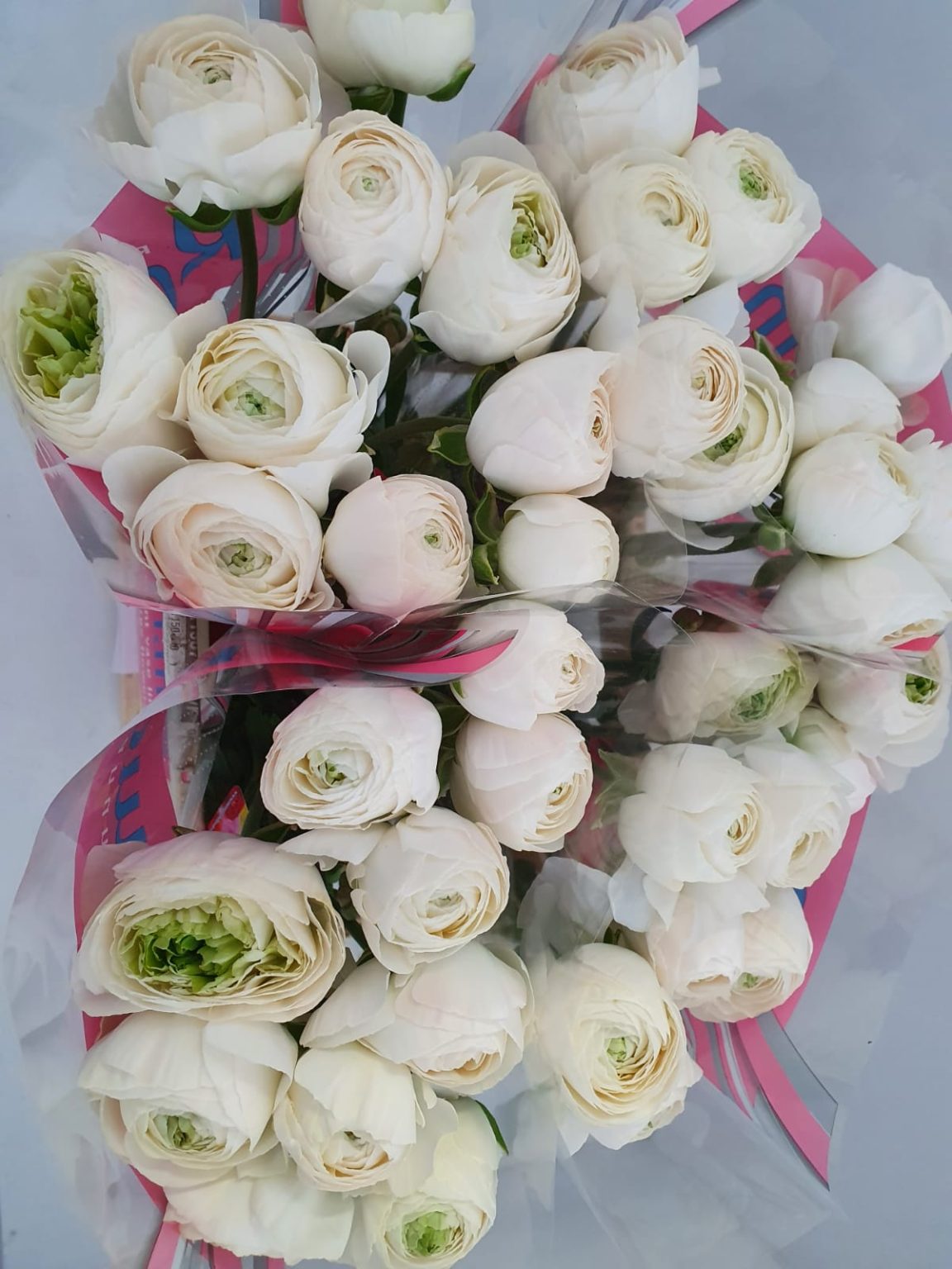 White flower Ranunculus Romance™ Montenvers®