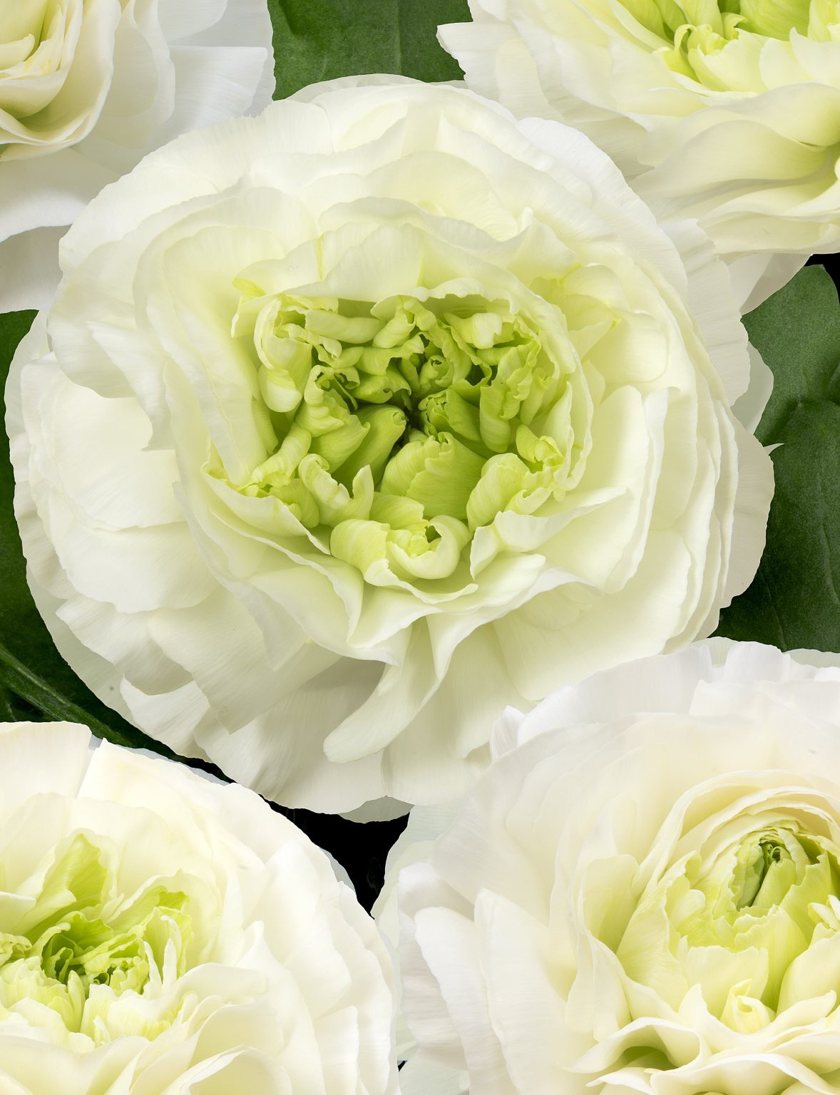 White flower Ranunculus Romance™ Montenvers®