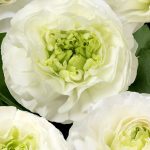 White flower Ranunculus Romance™ Montenvers®