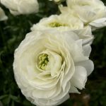 White flower Ranunculus Romance™ Montenvers®