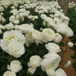 White flower Ranunculus Romance™ Montenvers®