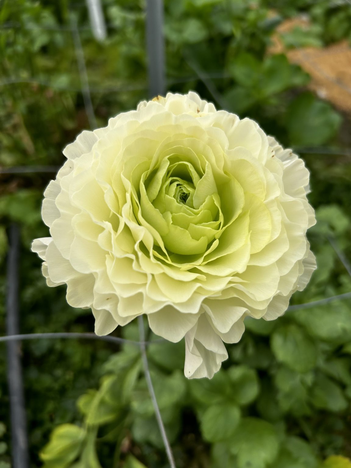 Cream flower Ranunculus Romance™ Morvan®