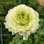 Cream flower Ranunculus Romance™ Morvan®