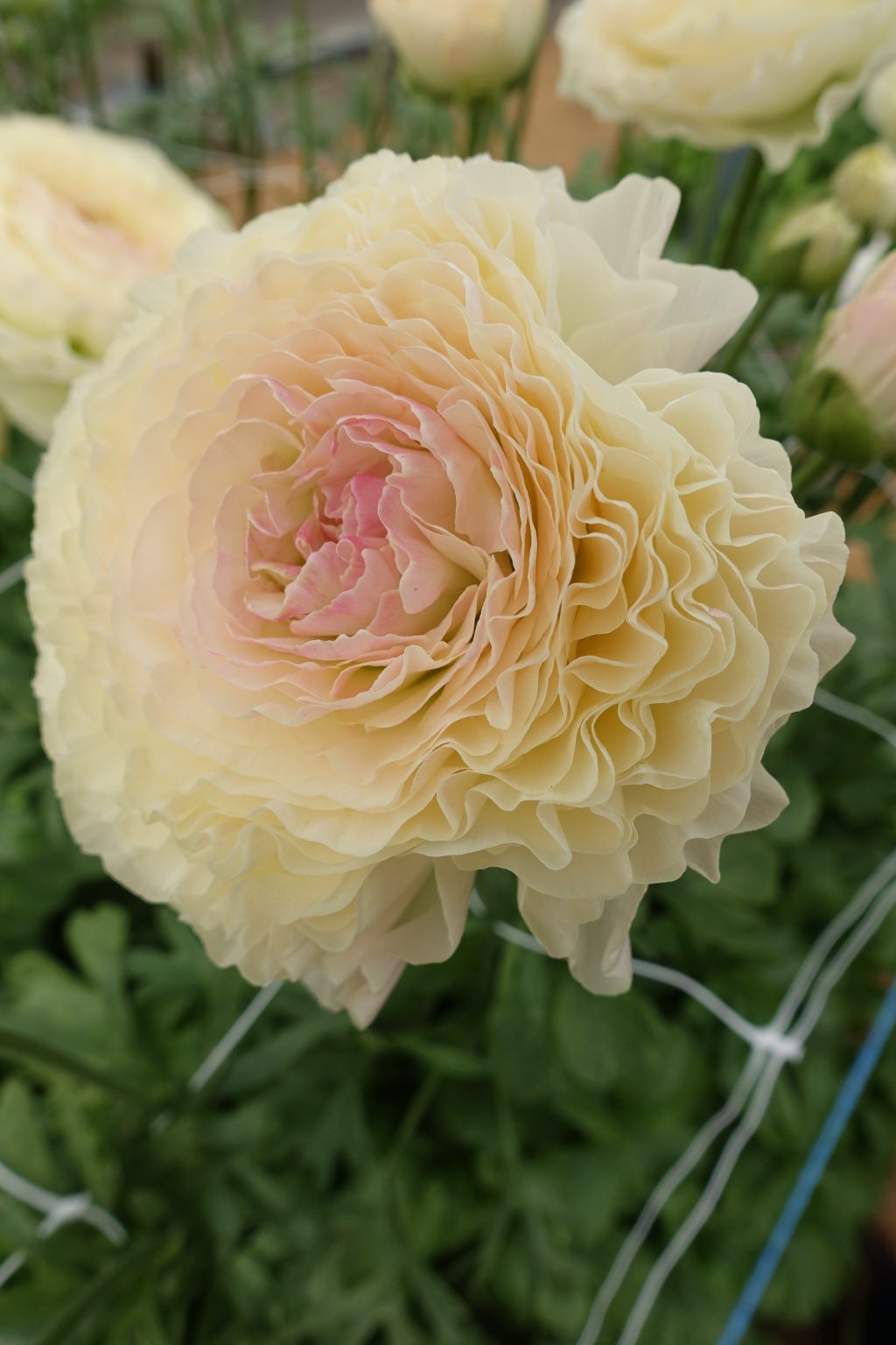 Cream flower Ranunculus Romance™ Morvan®