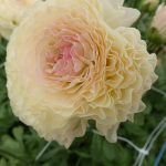 Cream flower Ranunculus Romance™ Morvan®