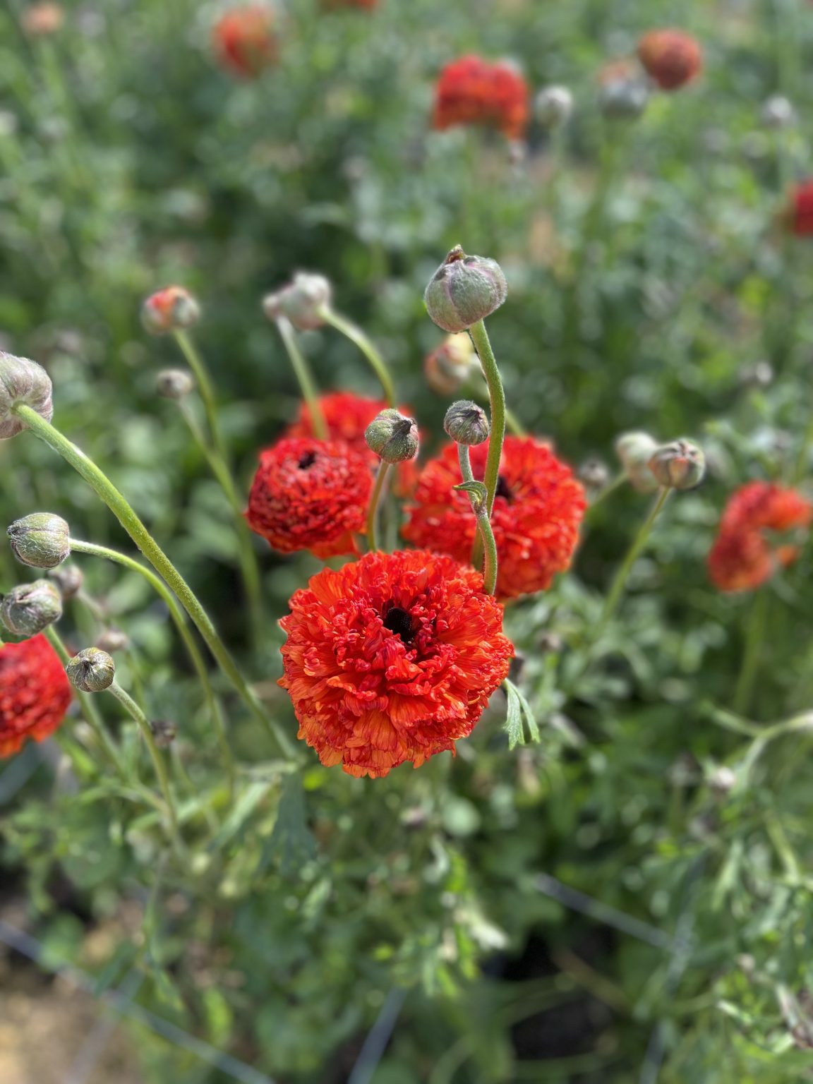 Ranunculus Poodle Mudassar®