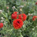 Ranunculus Poodle Mudassar®