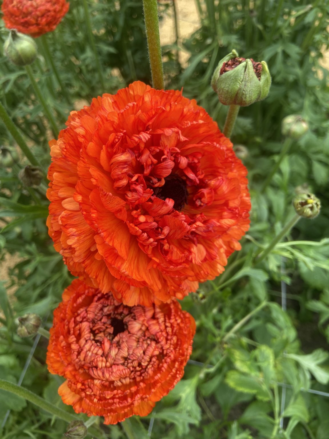 Ranunculus Poodle Mudassar®