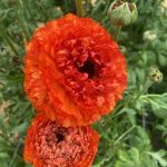 Ranunculus Poodle Mudassar®