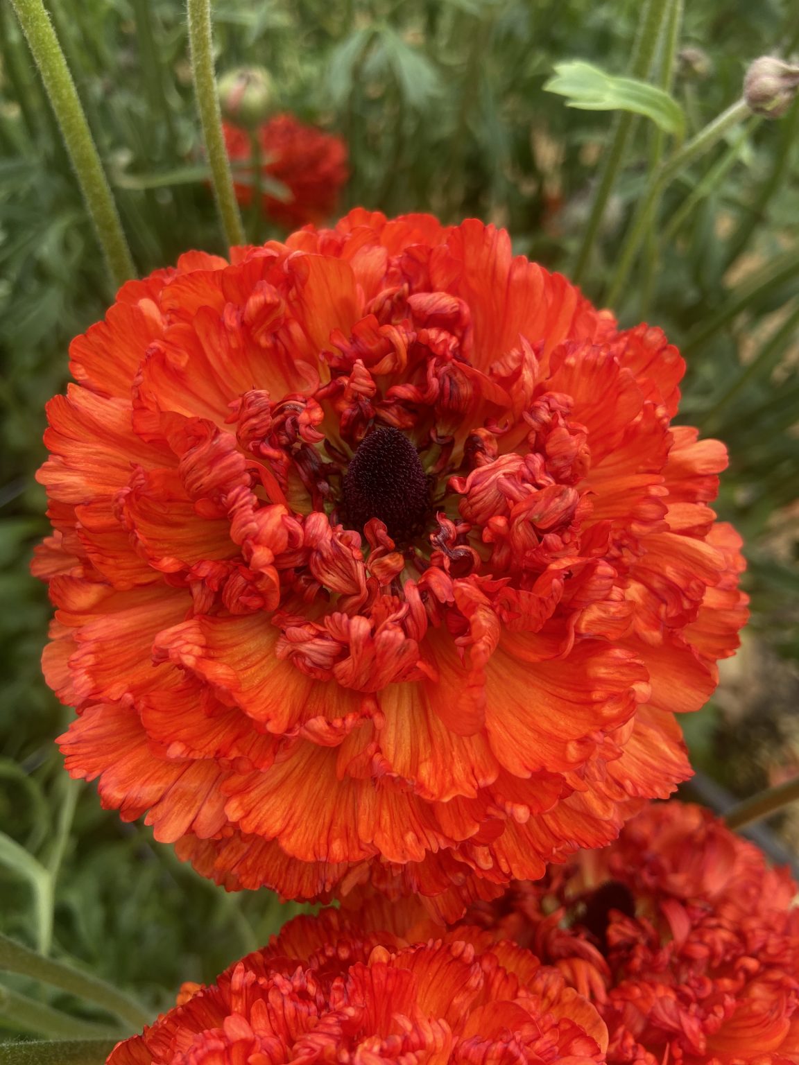 Ranunculus Poodle Mudassar®