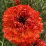 Ranunculus Poodle Mudassar®