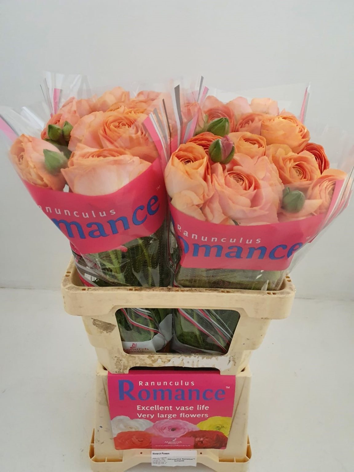 Pink Ranunculus Romance™ Nohant®
