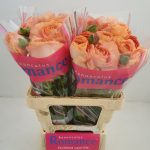 Pink Ranunculus Romance™ Nohant®