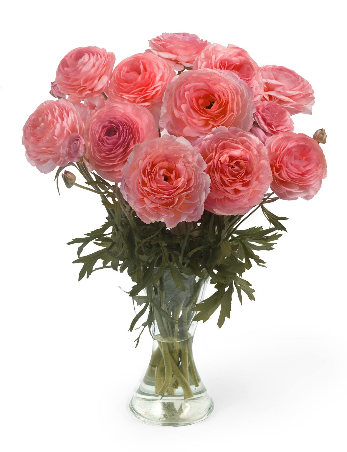 Pink Ranunculus Romance™ Nohant®