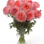 Pink Ranunculus Romance™ Nohant®
