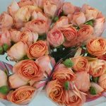 Pink Ranunculus Romance™ Nohant®