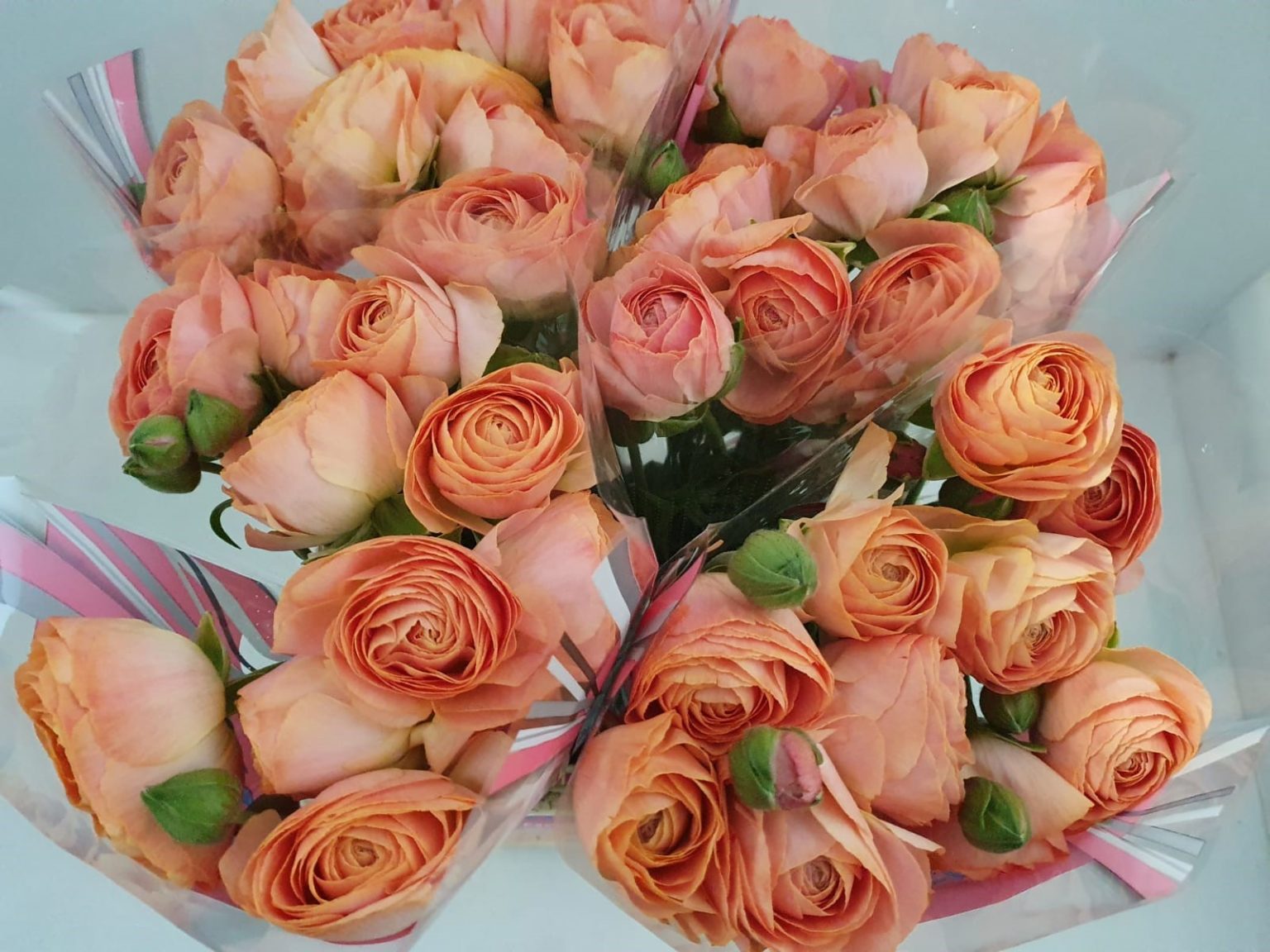 Pink Ranunculus Romance™ Nohant®