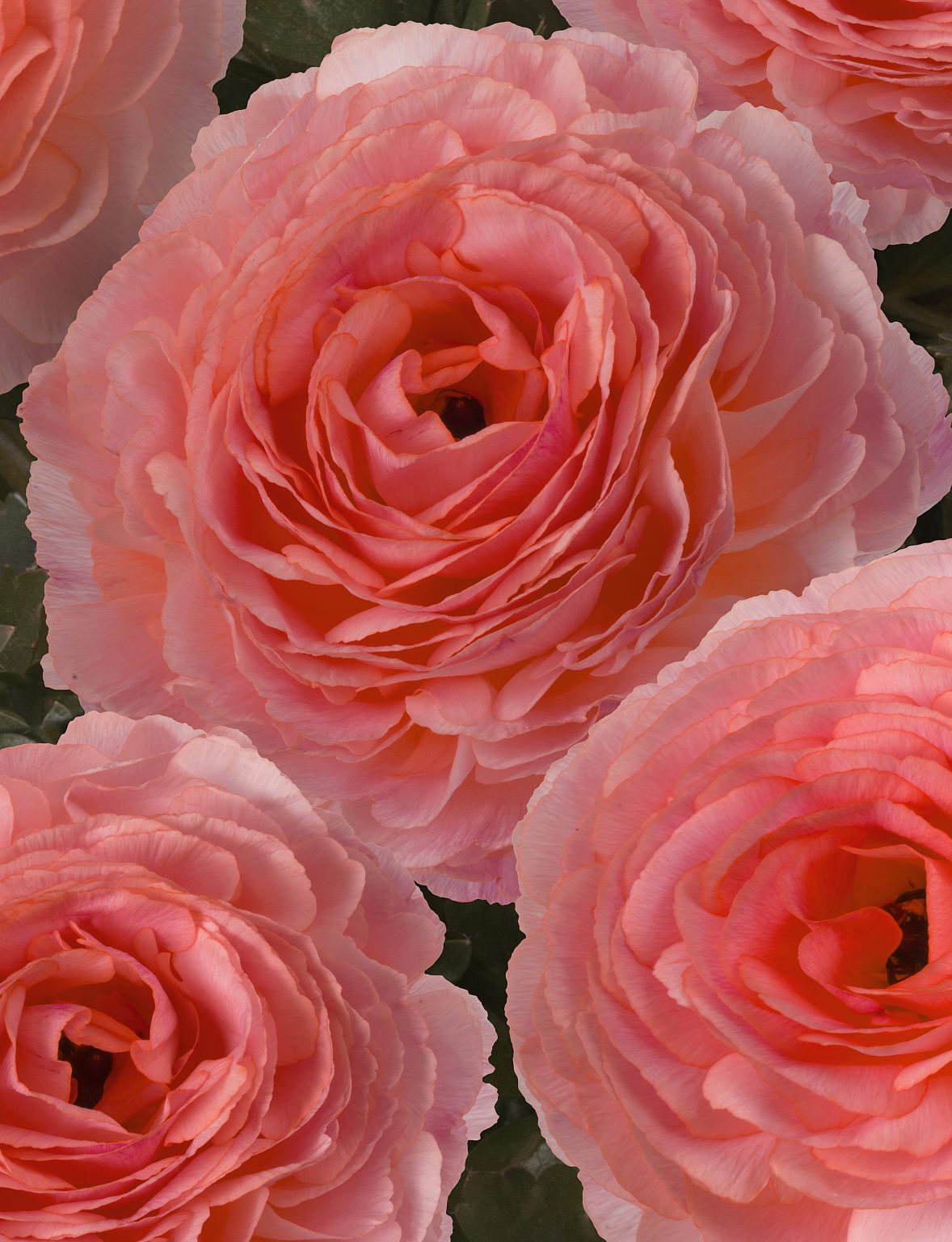Pink Ranunculus Romance™ Nohant®