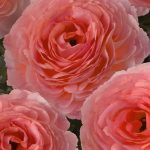Pink Ranunculus Romance™ Nohant®