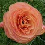 Pink Ranunculus Romance™ Nohant®