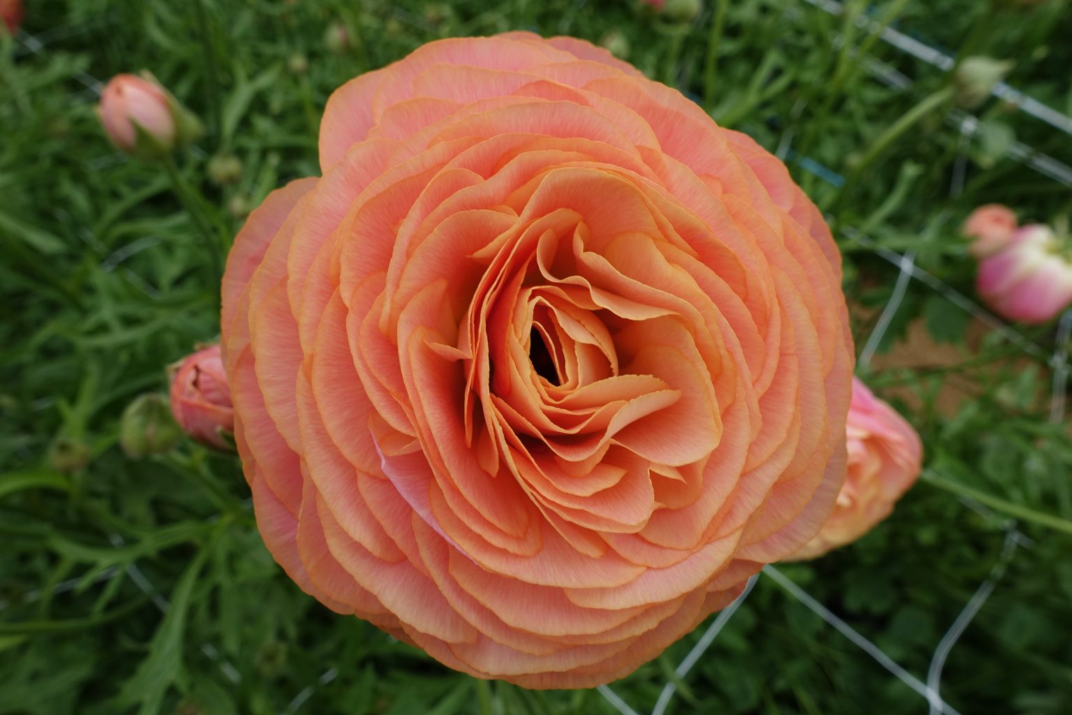 Pink Ranunculus Romance™ Nohant®