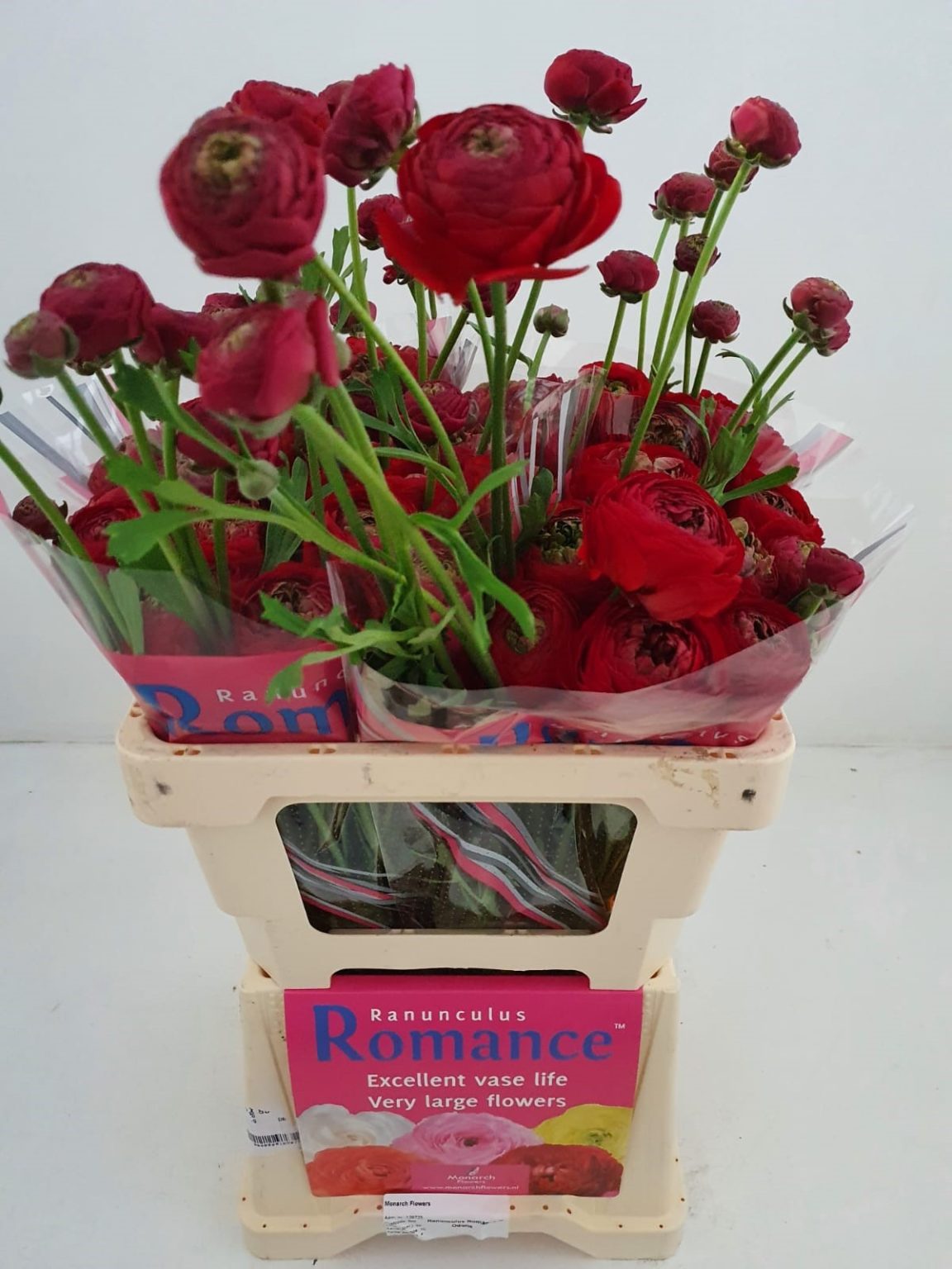 Red flower Ranunculus Romance™ Odon®