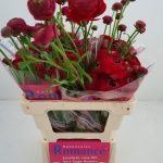 Red flower Ranunculus Romance™ Odon®