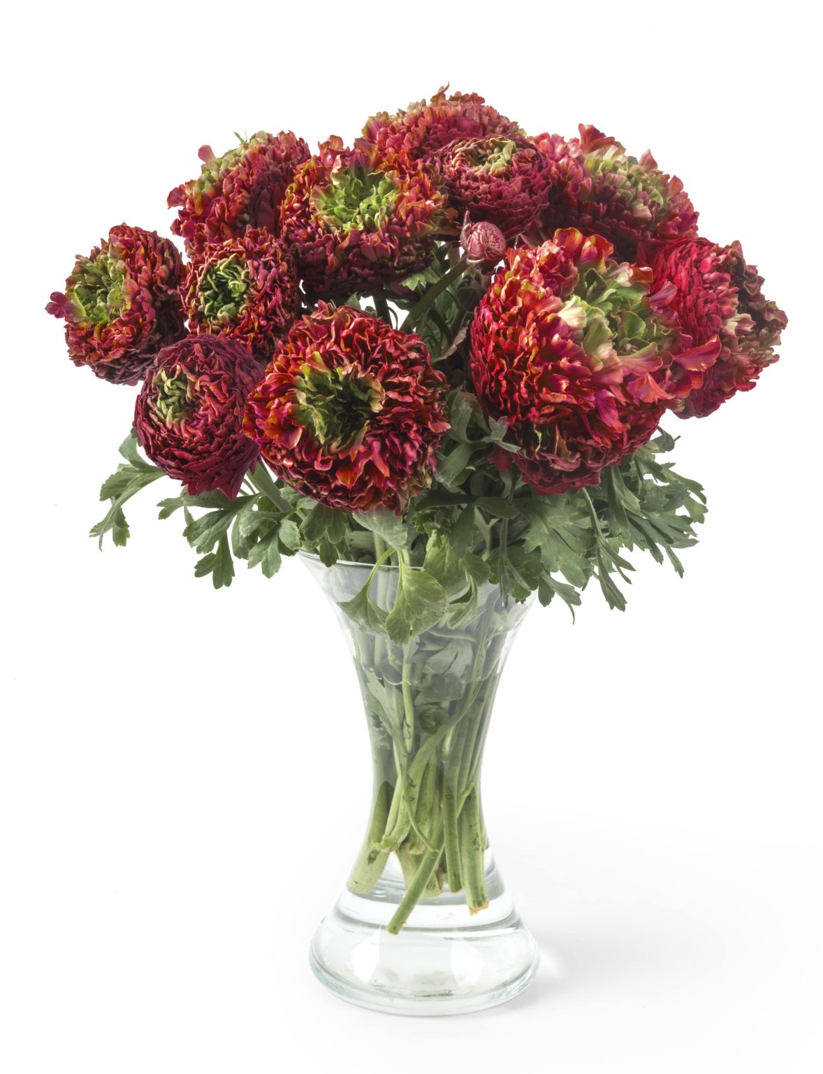 Red flower Ranunculus Romance™ Odon®