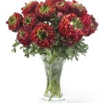 Red flower Ranunculus Romance™ Odon®