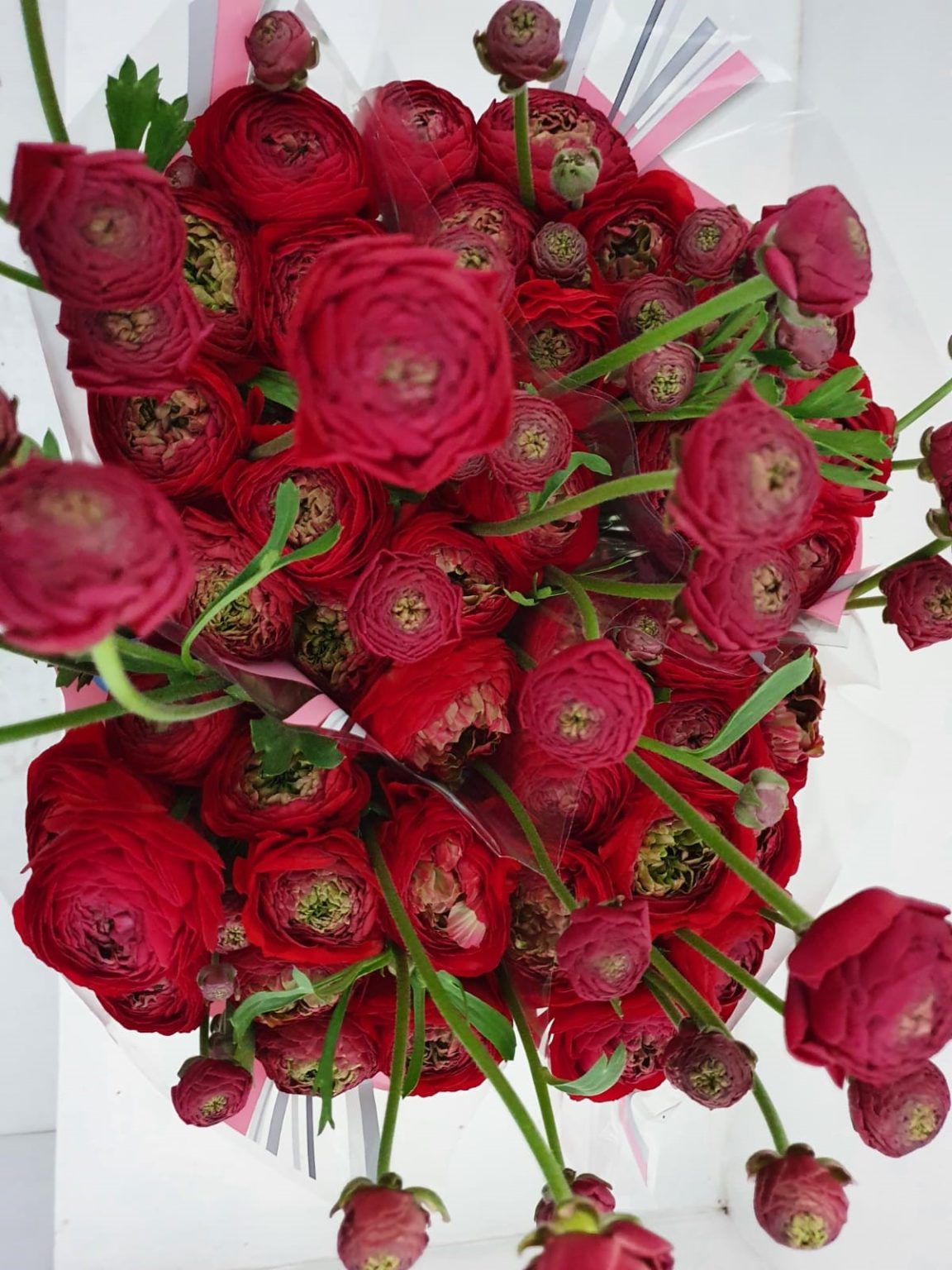 Red flower Ranunculus Romance™ Odon®