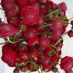 Red flower Ranunculus Romance™ Odon®