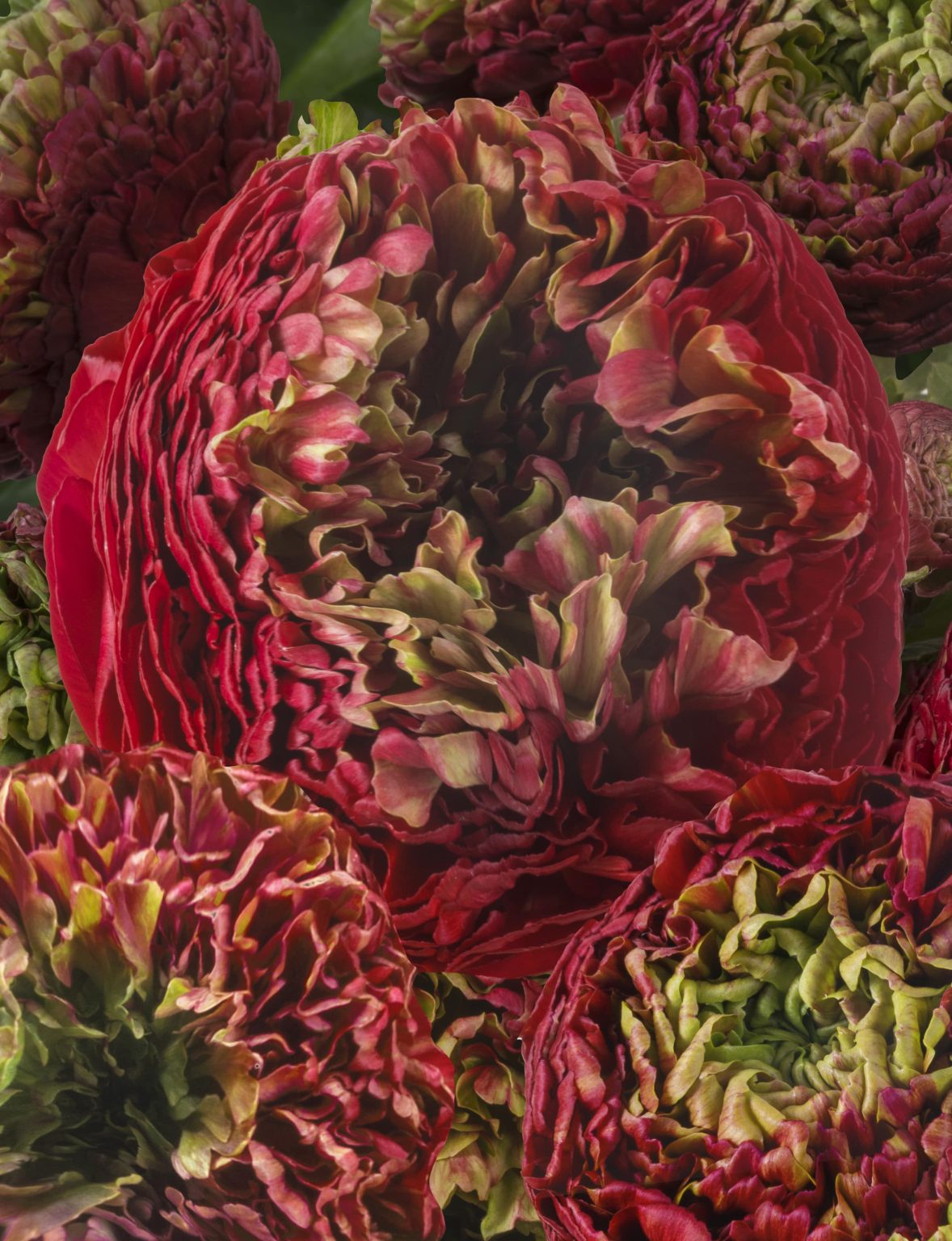 Red flower Ranunculus Romance™ Odon®