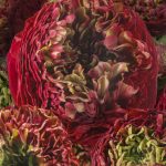 Red flower Ranunculus Romance™ Odon®