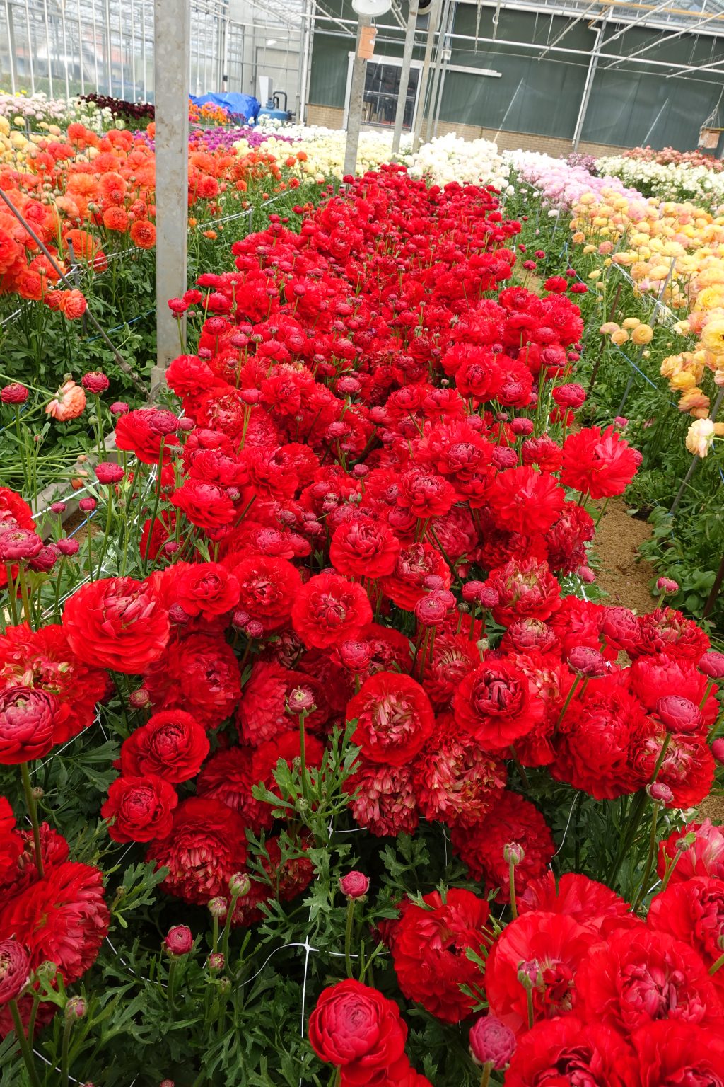 Red flower Ranunculus Romance™ Odon®