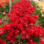 Red flower Ranunculus Romance™ Odon®
